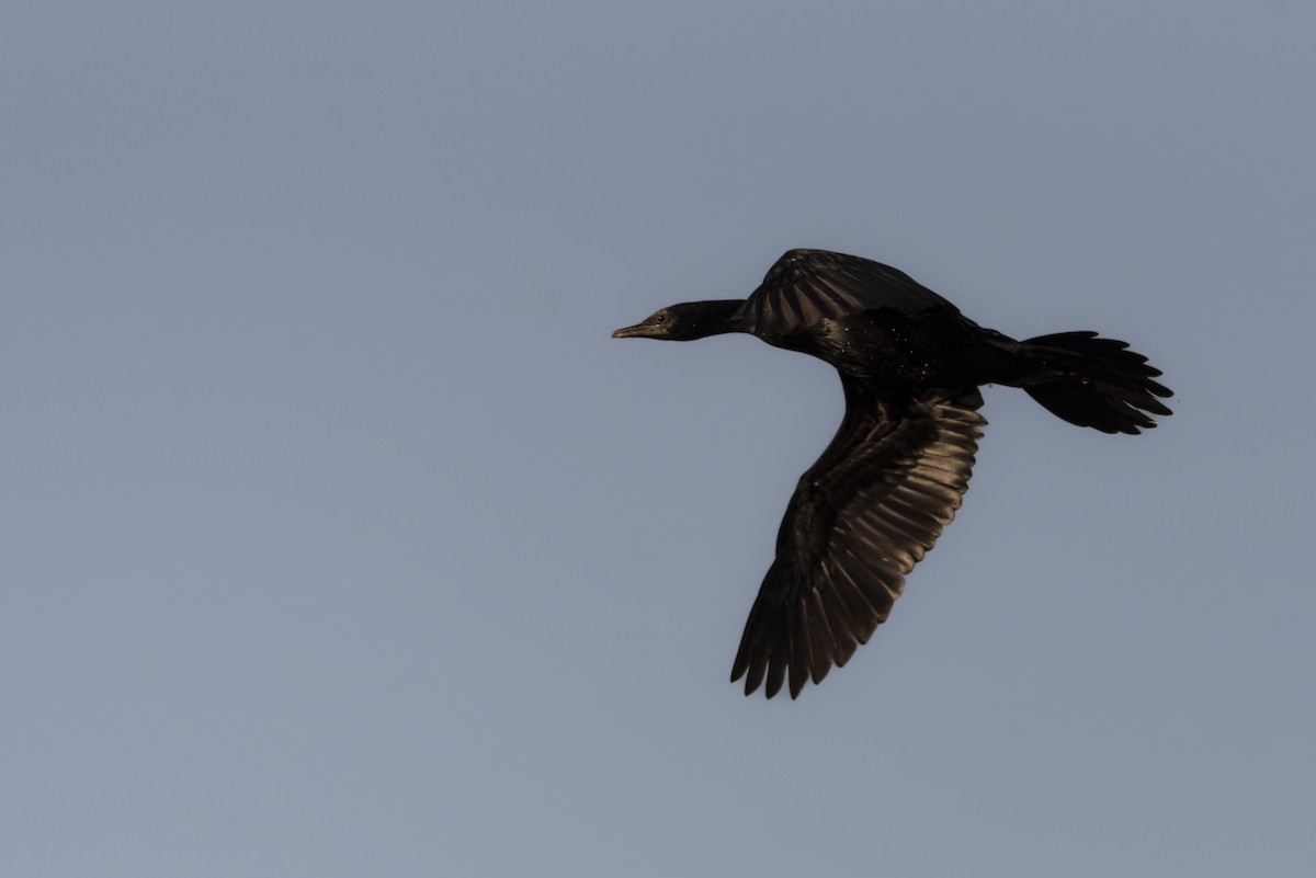 Little Cormorant - ML642760052