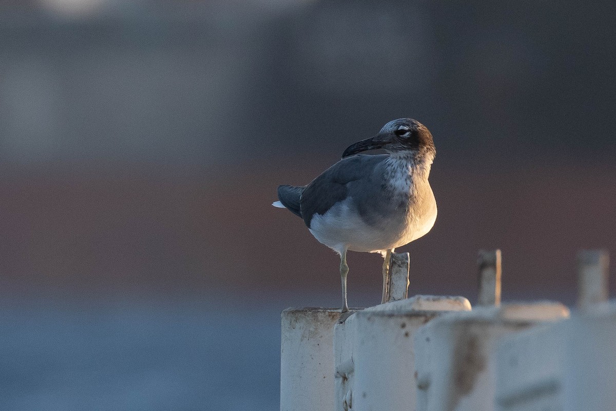 White-eyed Gull - ML642760058