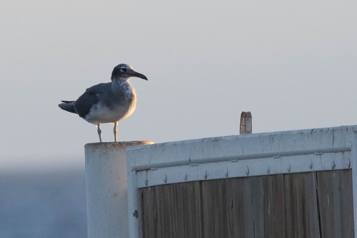 White-eyed Gull - ML642760059