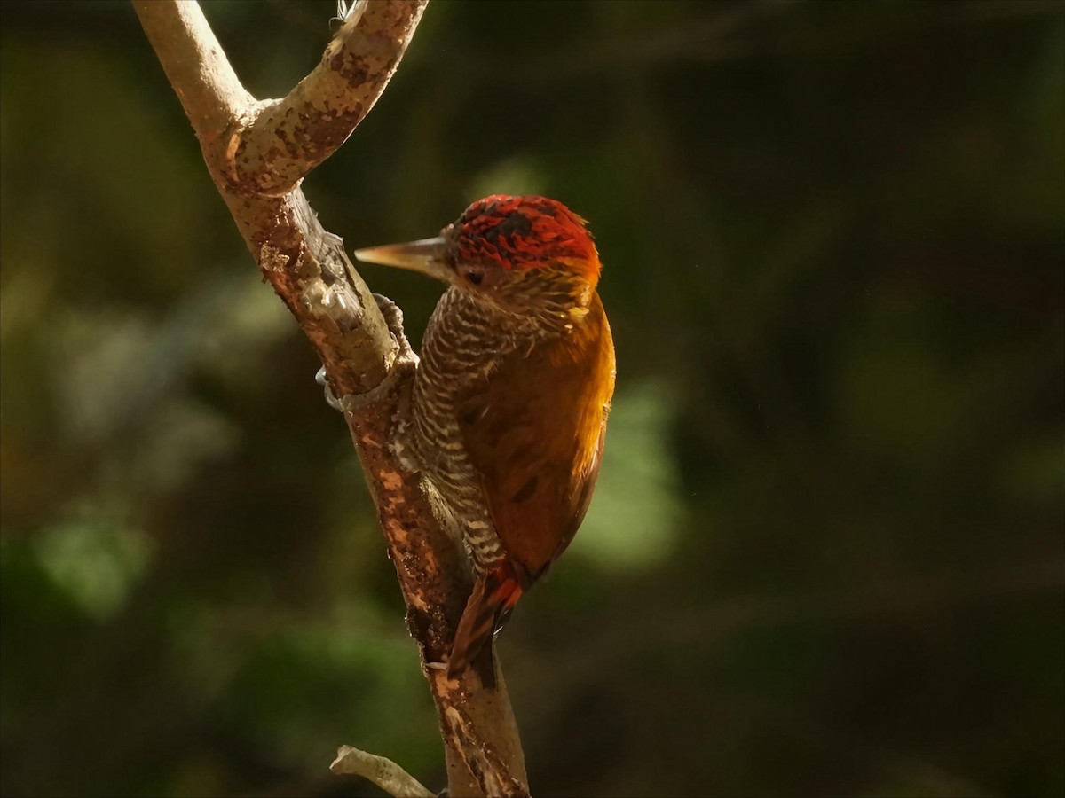 Red-rumped Woodpecker - ML642760060