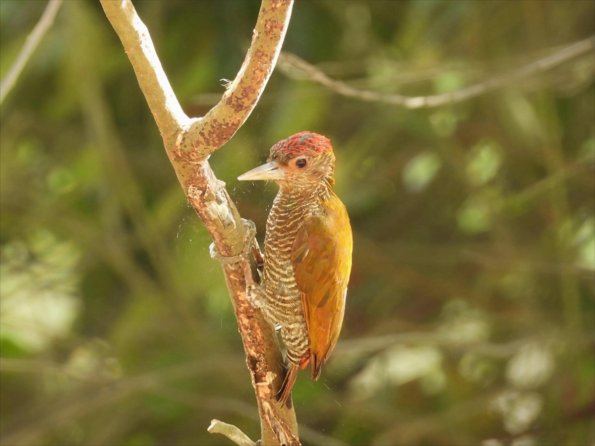 Red-rumped Woodpecker - ML642760062