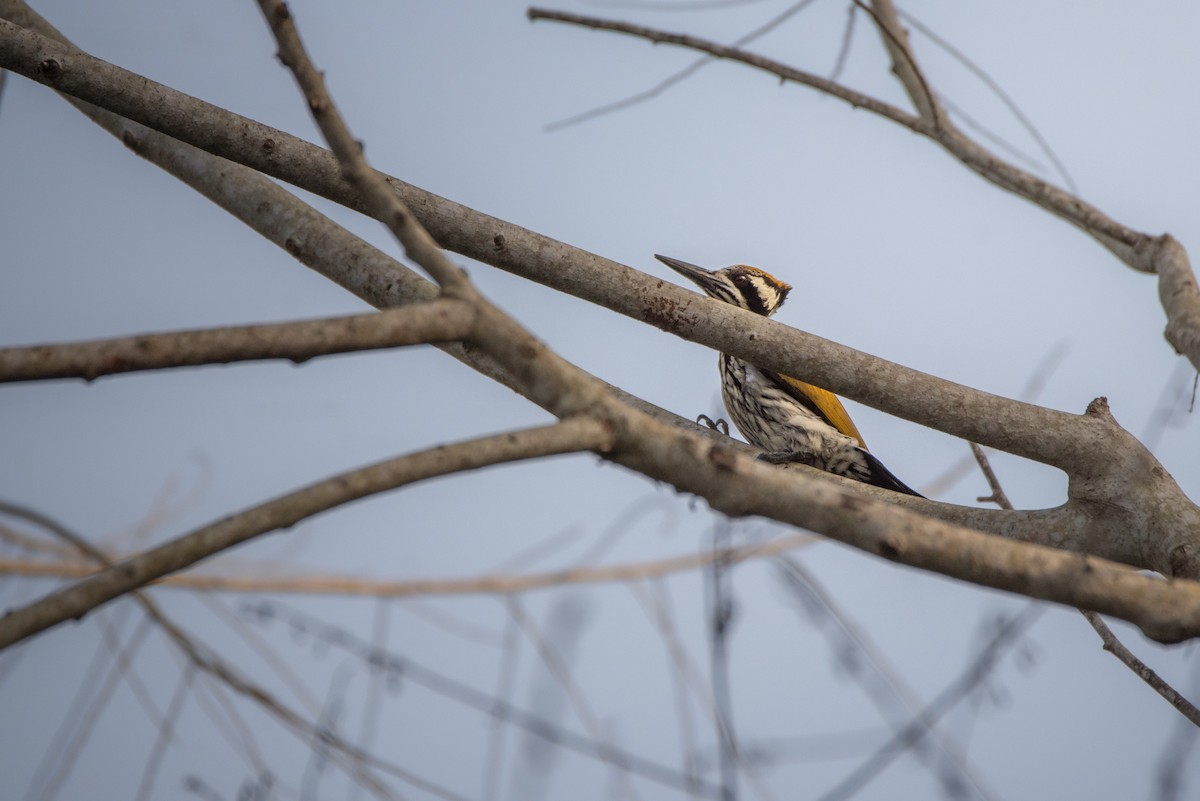 White-naped Woodpecker - ML642760063