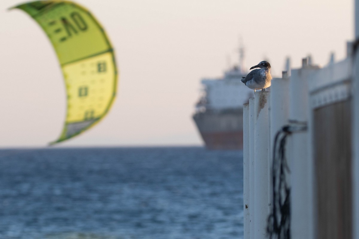 White-eyed Gull - ML642760064