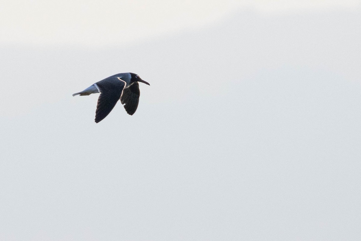 White-eyed Gull - ML642760068