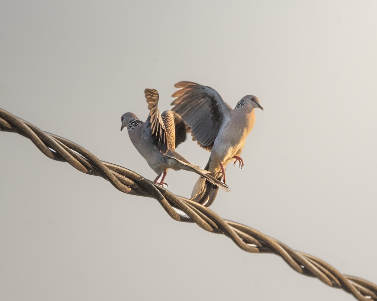 Spotted Dove - ML642760085