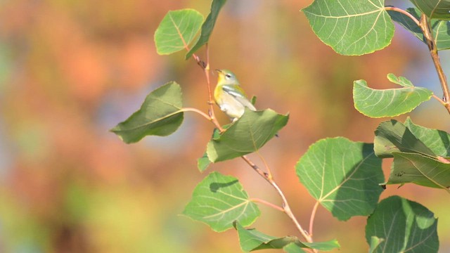 Northern Parula - ML642760090