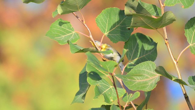 Northern Parula - ML642760091