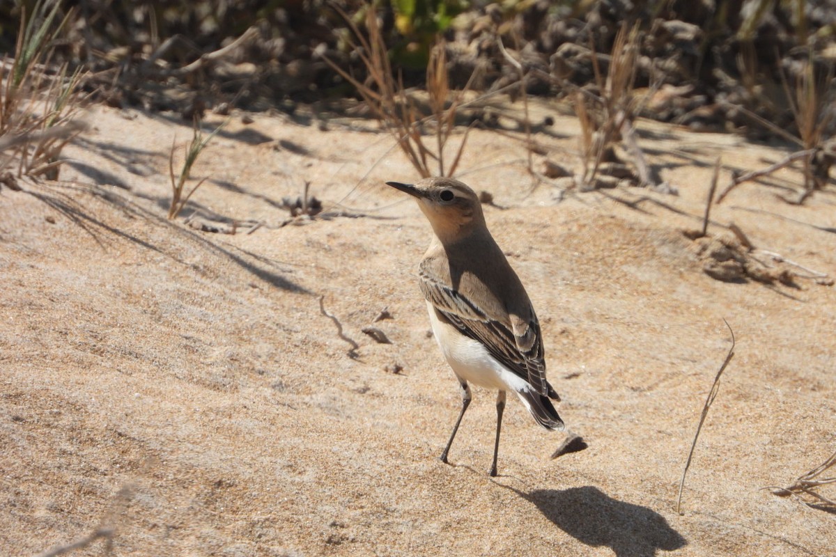 Isabelline Wheatear - ML642760110