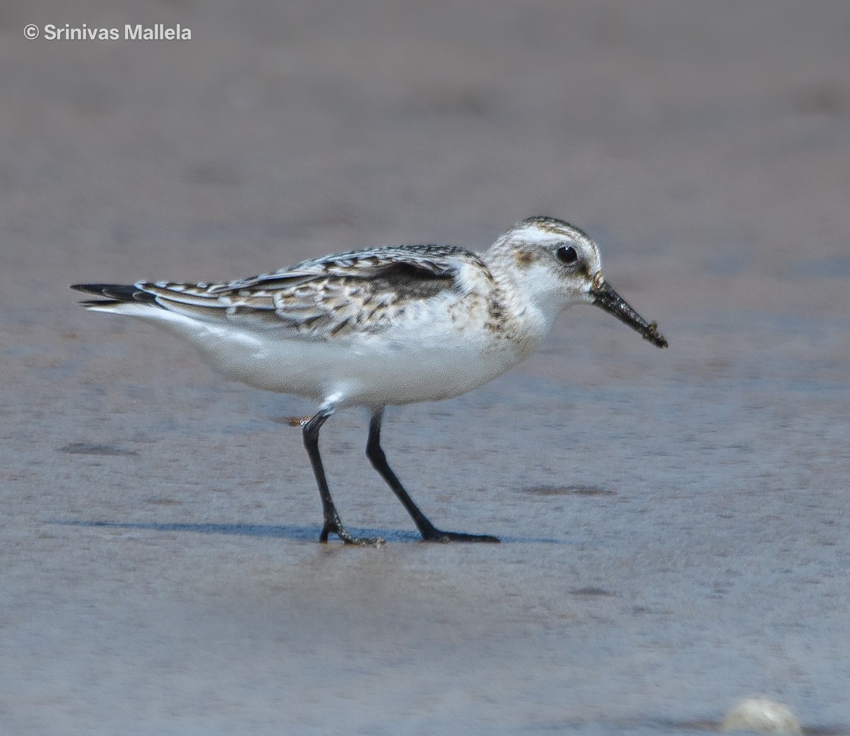 Sanderling - ML642760111