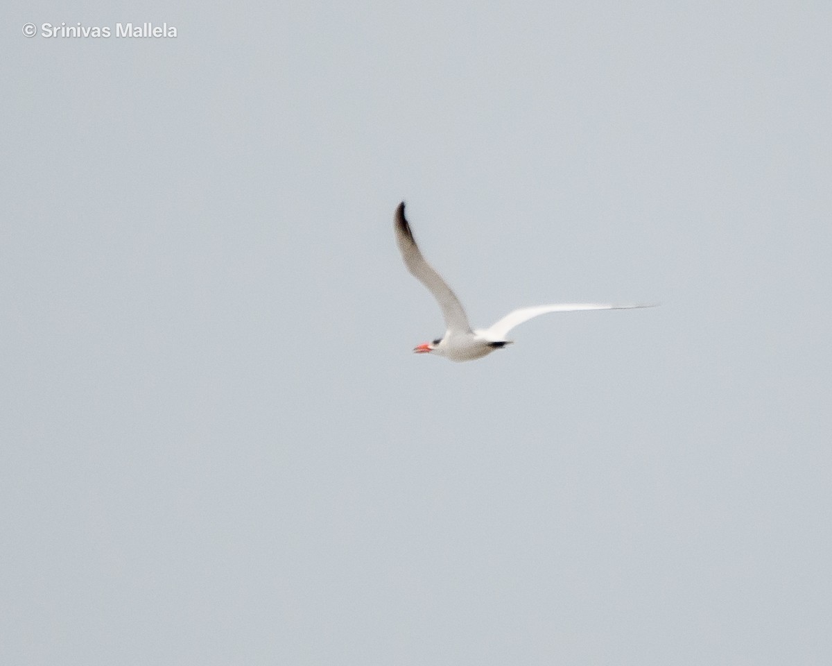 Caspian Tern - ML642760118