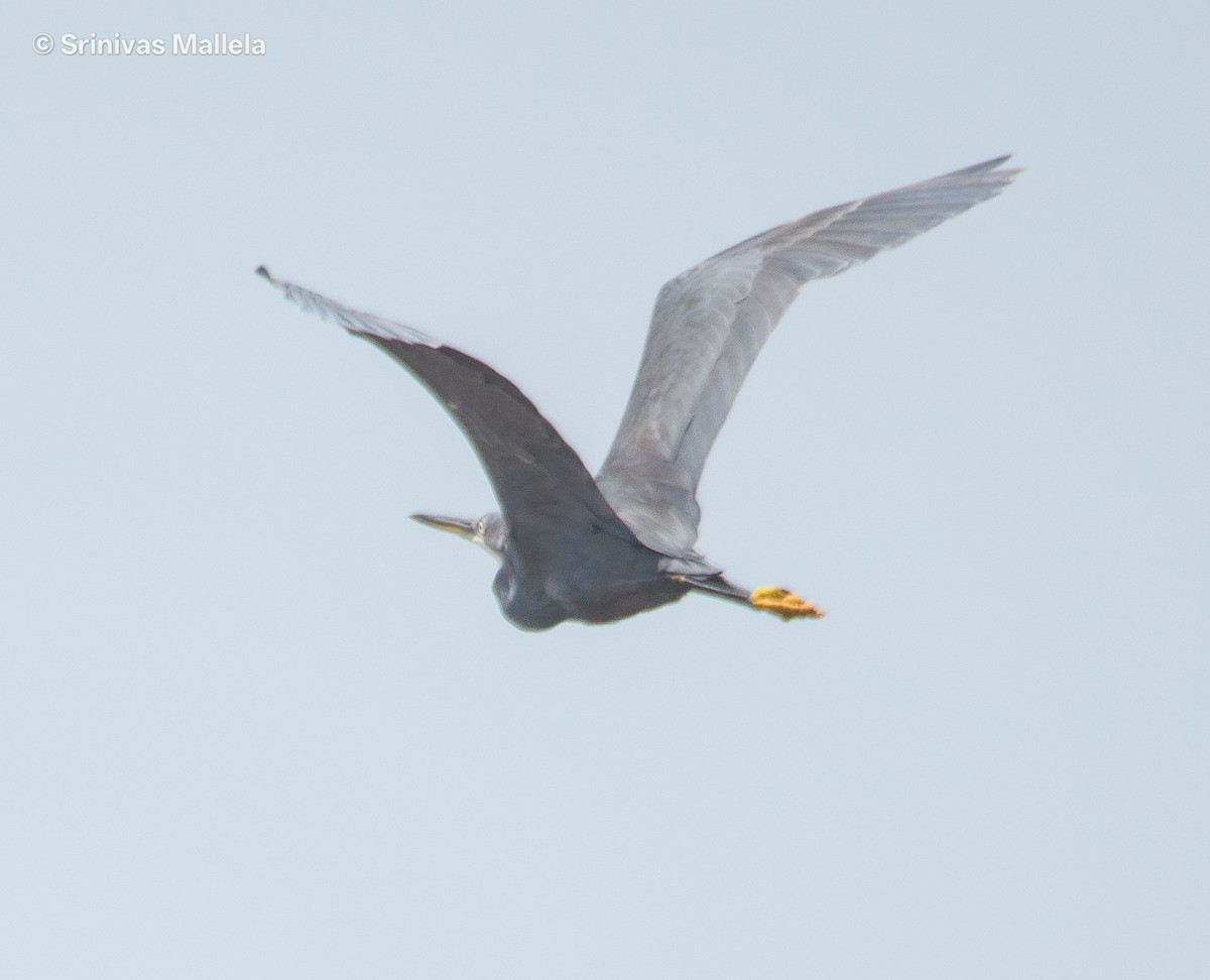 Western Reef-Heron - ML642760123