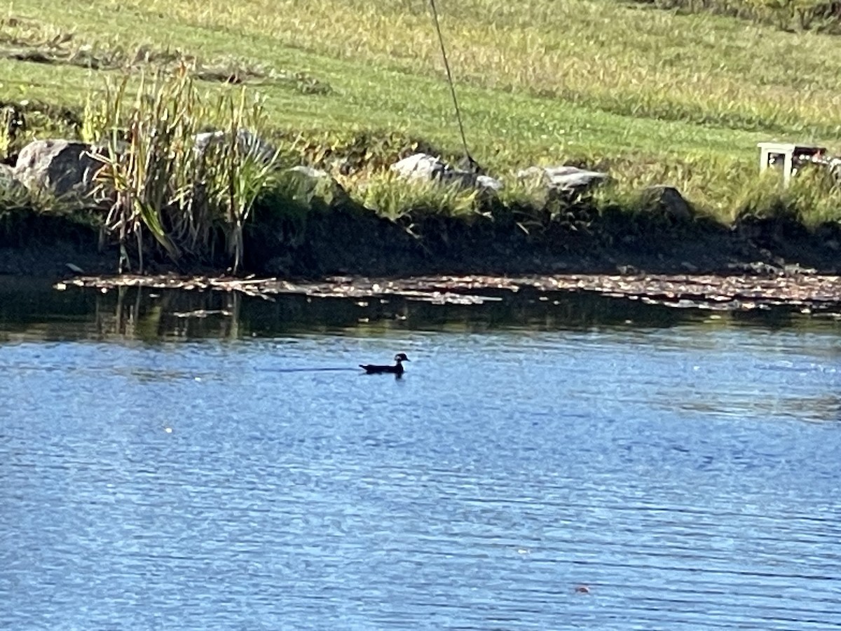 Hooded Merganser - ML642760126