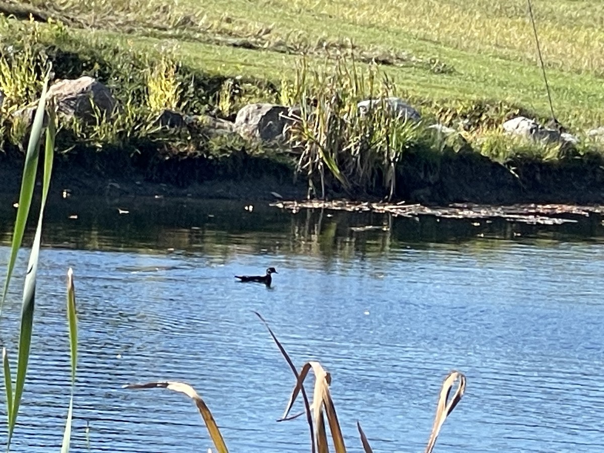 Hooded Merganser - ML642760127