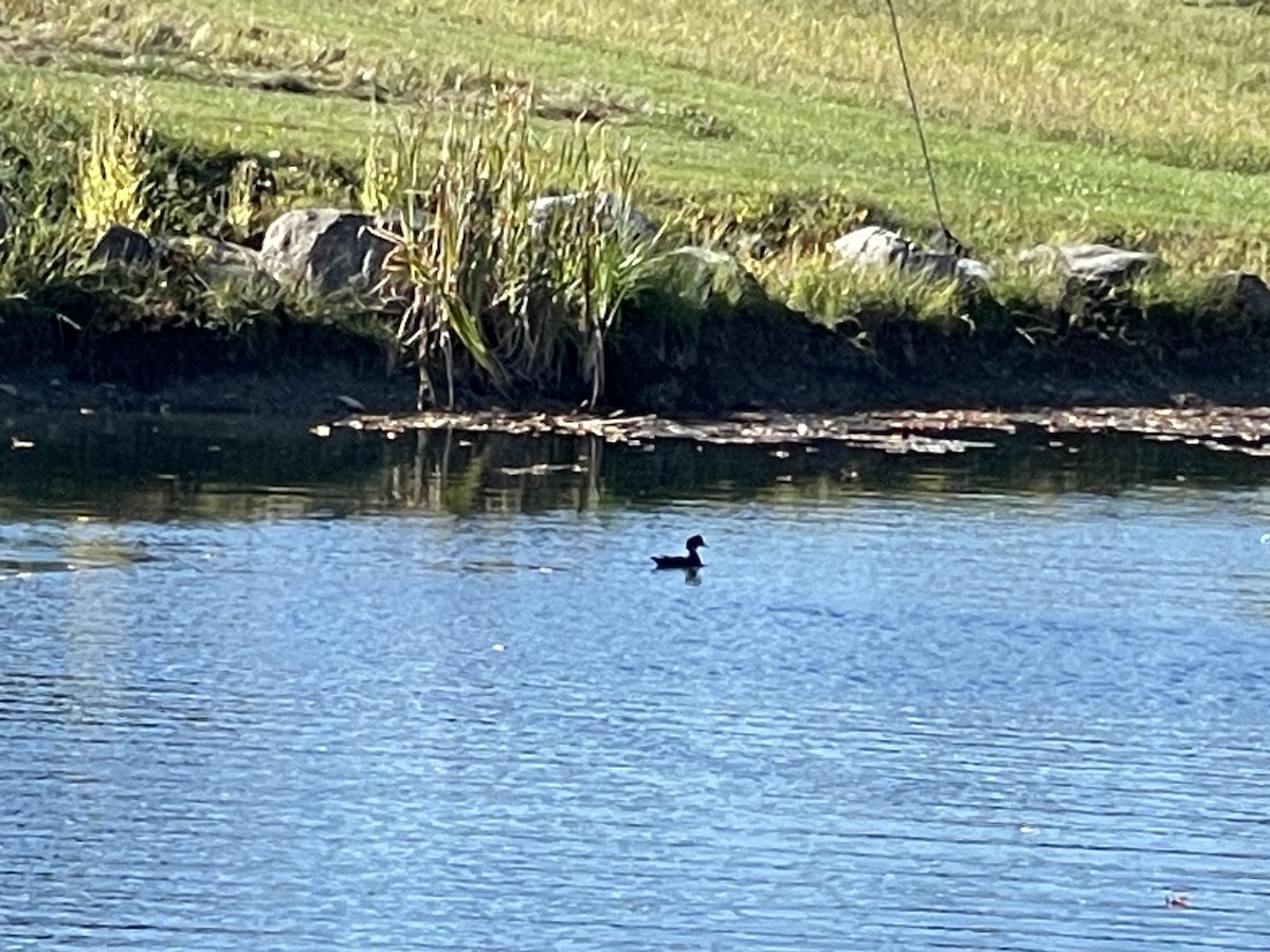 Hooded Merganser - ML642760128