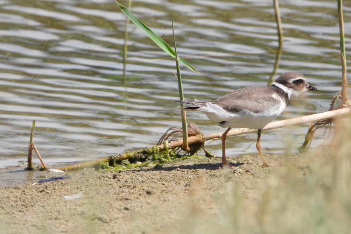 Common Ringed Plover - ML642760135