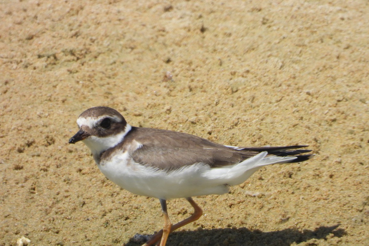 Common Ringed Plover - ML642760136