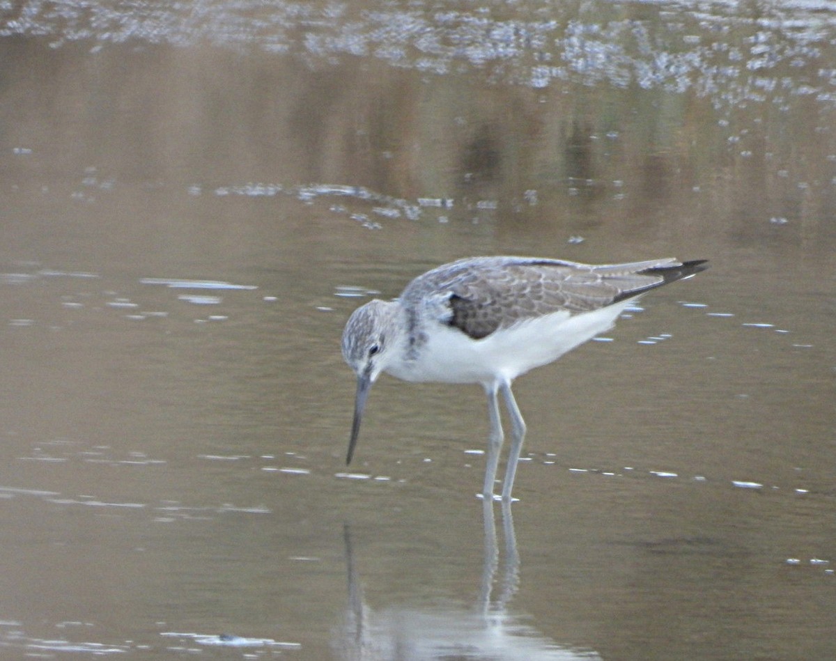 Common Greenshank - ML642760147