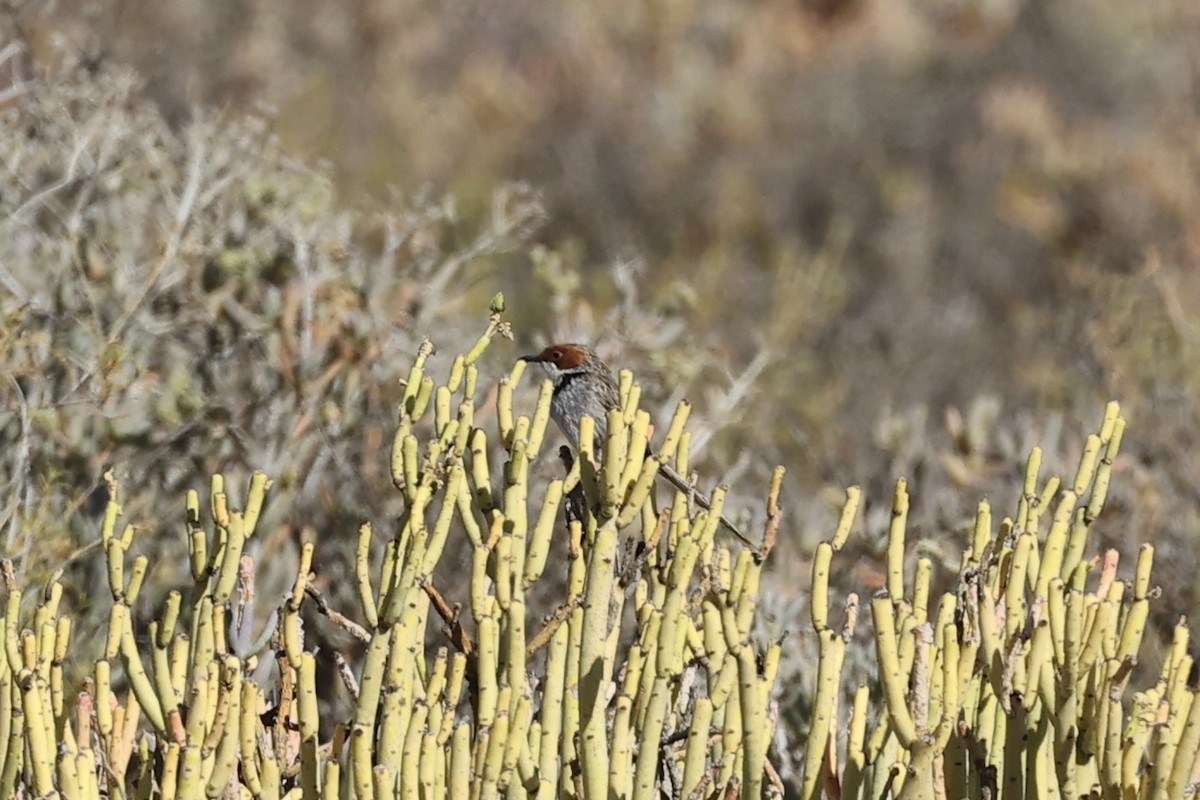 Rufous-eared Warbler - ML642760154