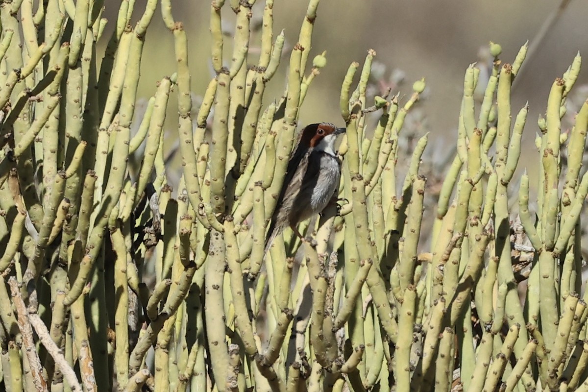 Rufous-eared Warbler - ML642760155