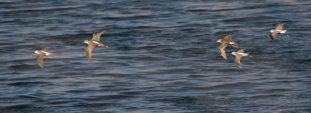 Spotted Redshank - ML642760176