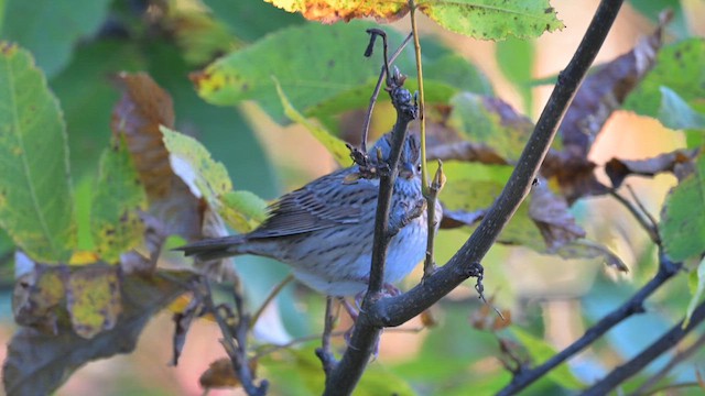 Lincoln's Sparrow - ML642760187