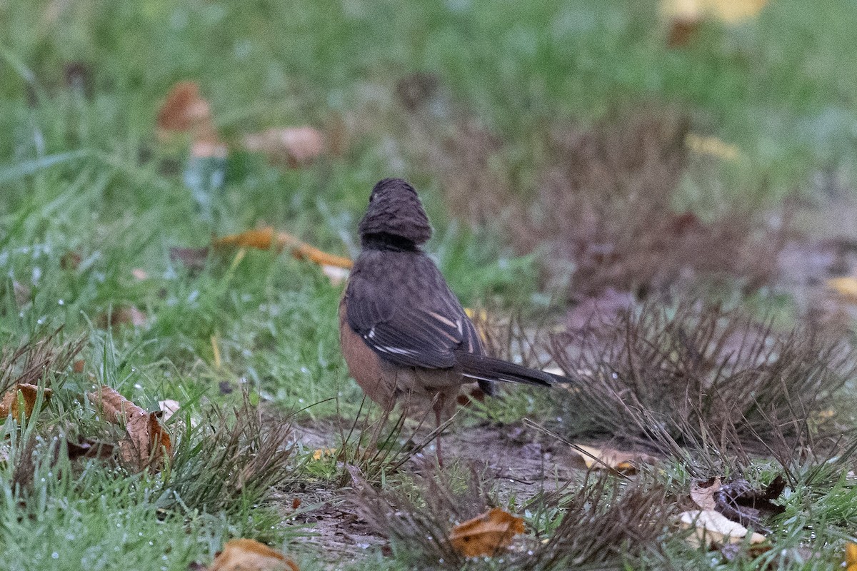 pipilo rudooký - ML642760194