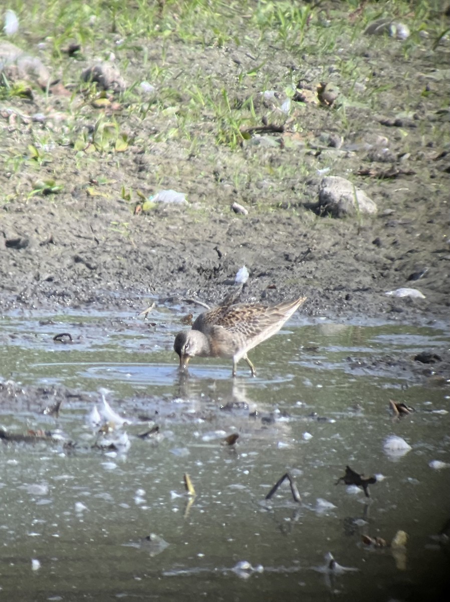 Хараалжин цууцил - ML642760219