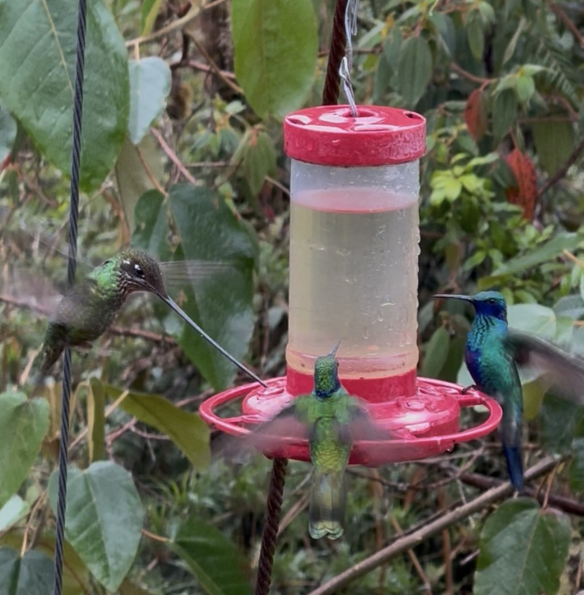 kolibřík mečozobec - ML642760220