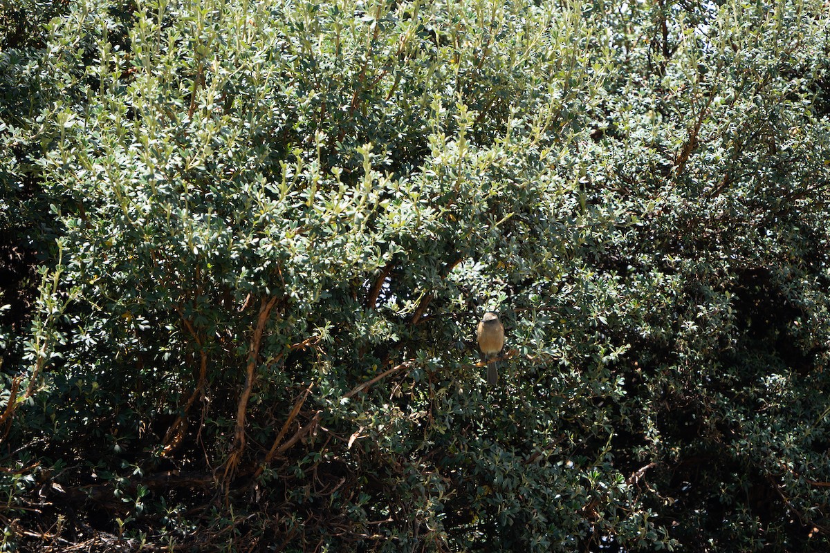 Brown-backed Chat-Tyrant - ML642760248