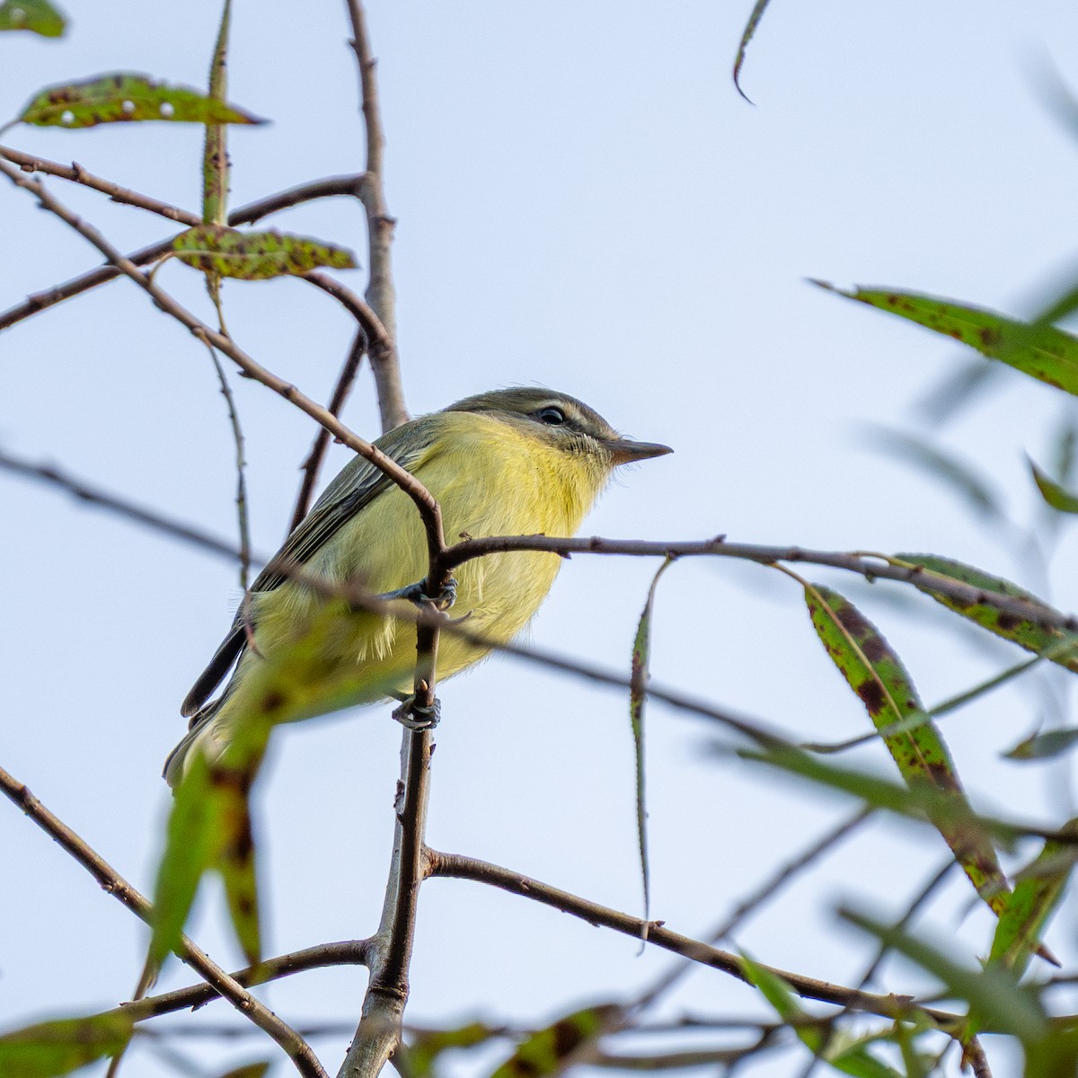 Philadelphia Vireo - ML642760249