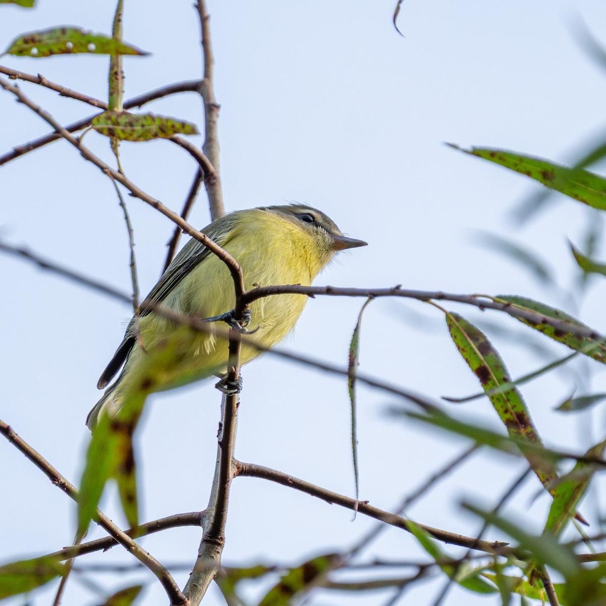 Philadelphia Vireo - ML642760250