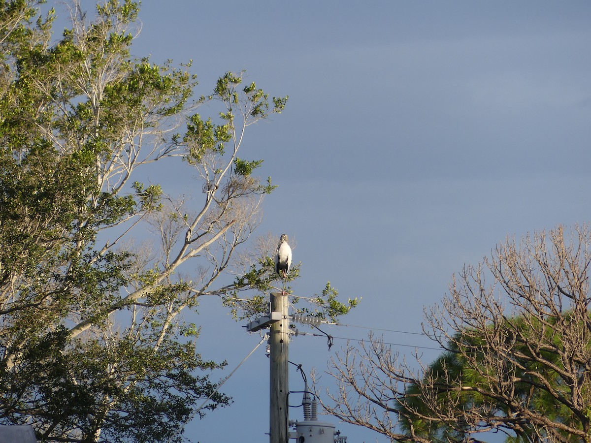 Tantale d'Amérique - ML642760251