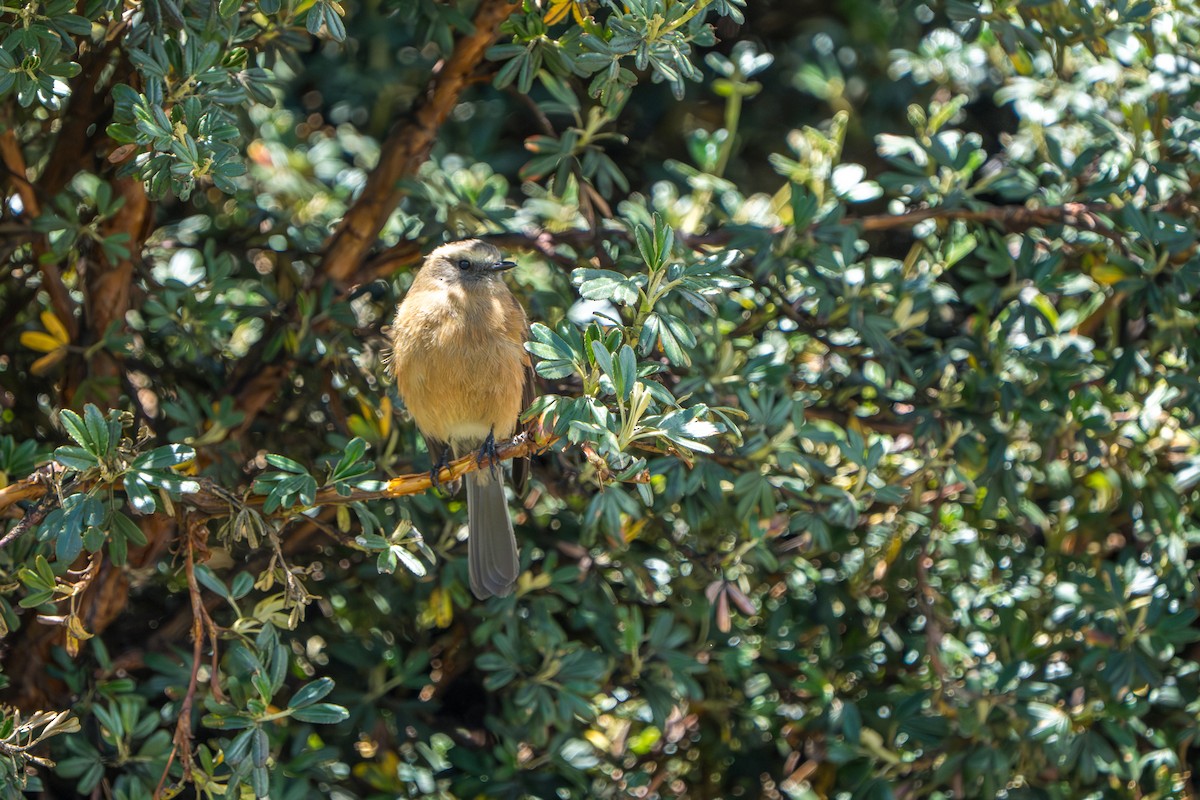 Brown-backed Chat-Tyrant - ML642760266