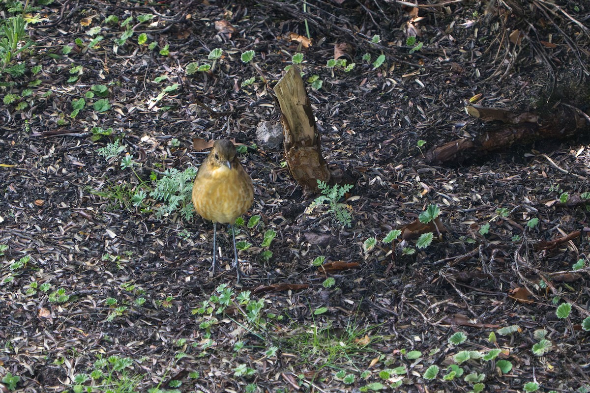 Tawny Antpitta - ML642760274