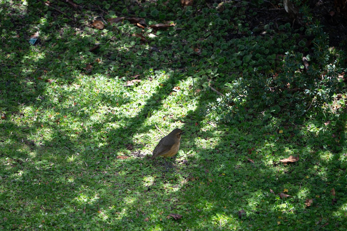 Tawny Antpitta - ML642760277