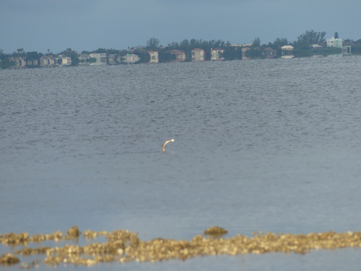 Cormoran à aigrettes - ML642760278