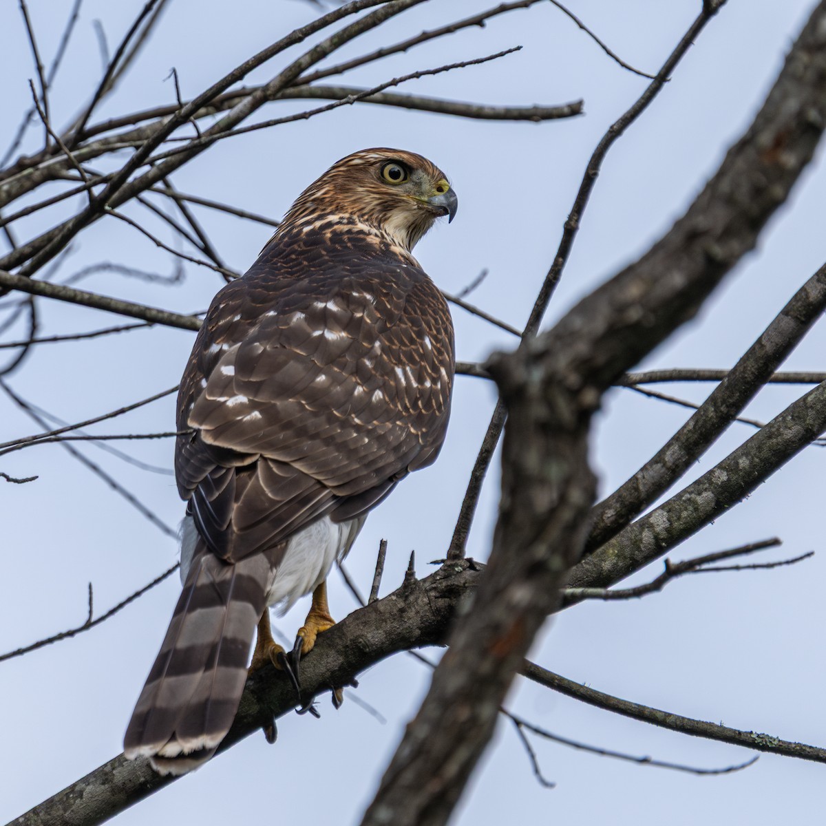 Cooper's Hawk - ML642760280