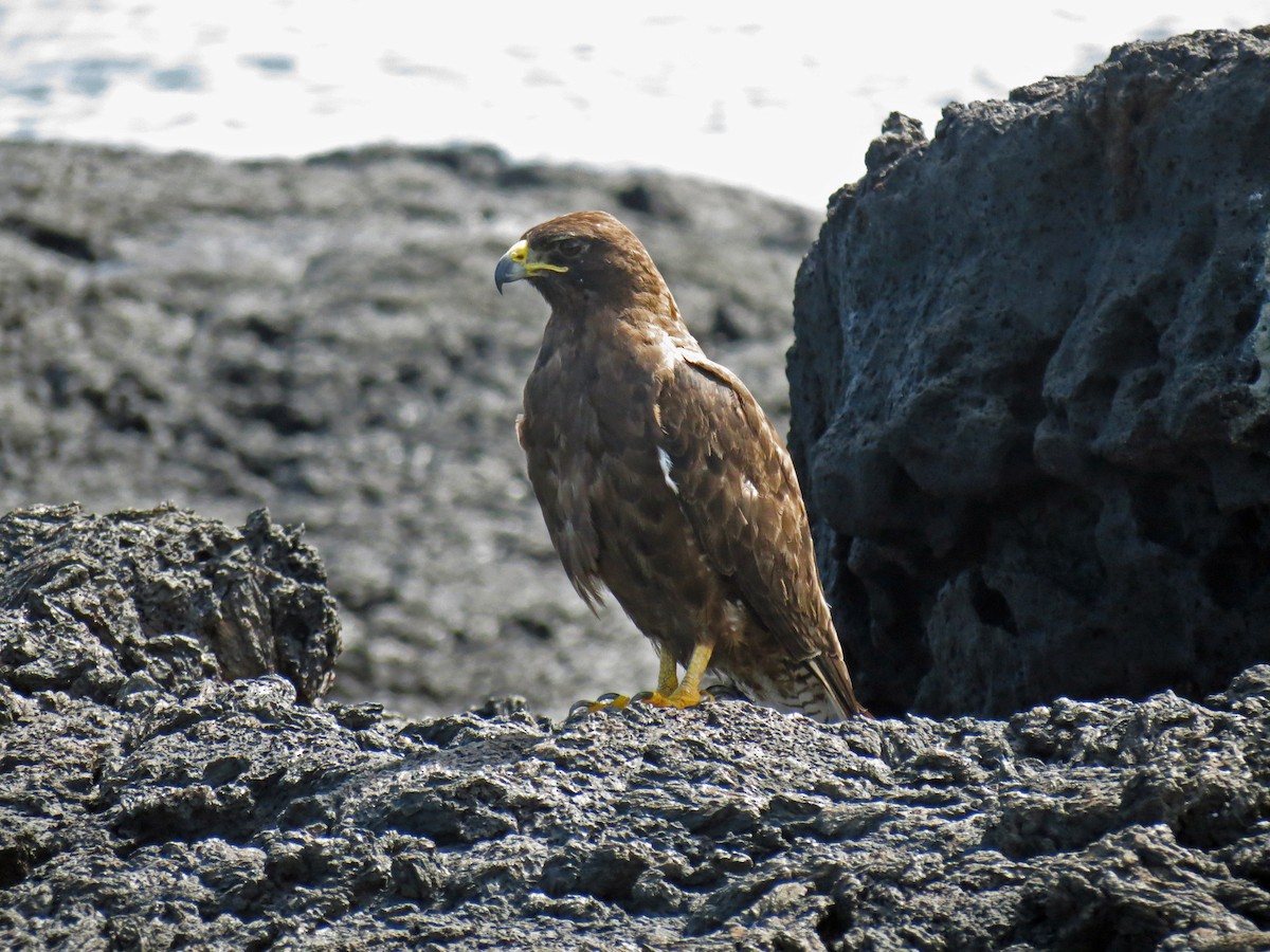 Galapagos Hawk - ML642760290