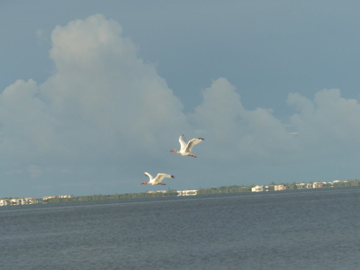 Ibis blanc - ML642760291