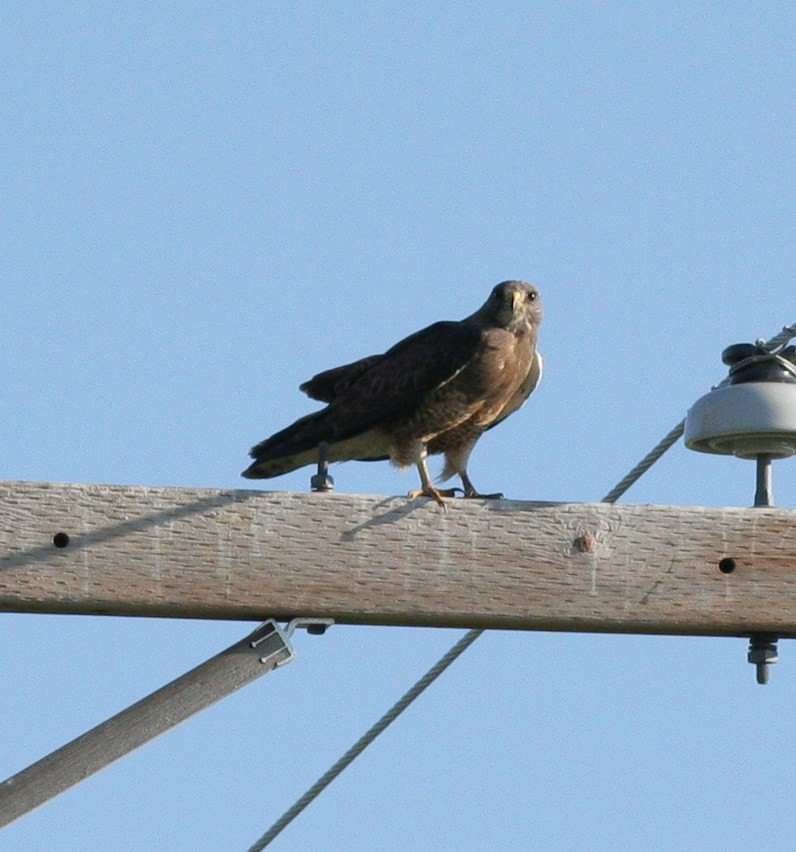 Swainson's Hawk - Matthew Bowman