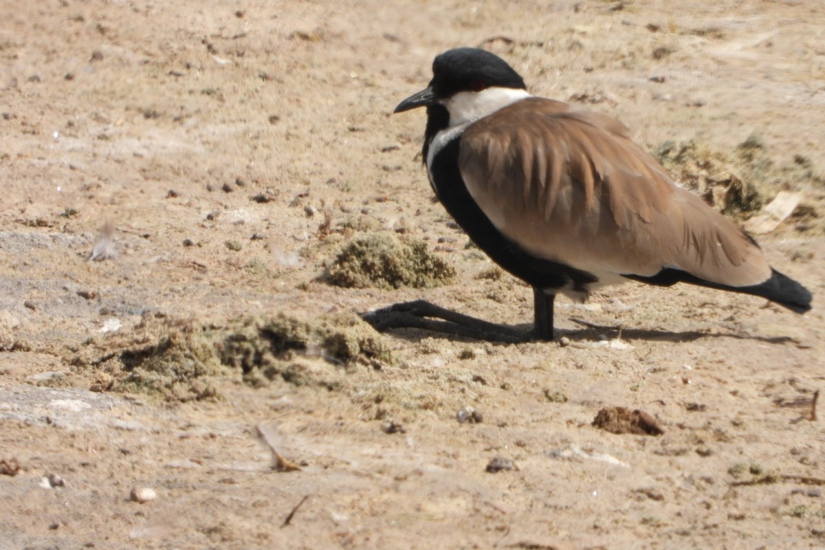Spur-winged Lapwing - ML642760314