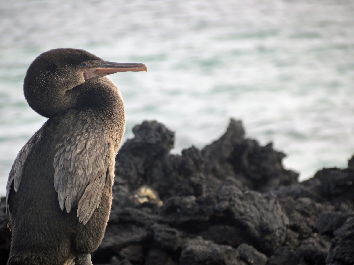 Flightless Cormorant - ML642760320