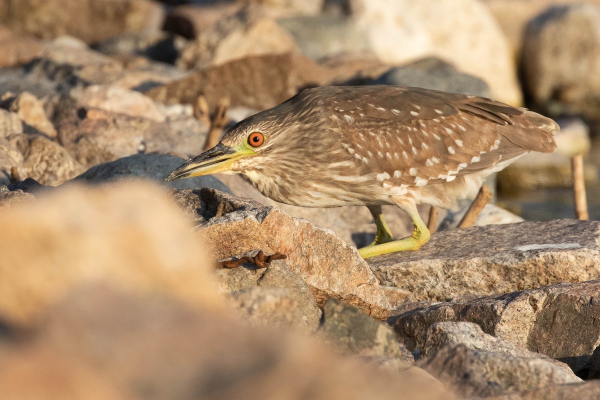 Квак звичайний - ML642760321