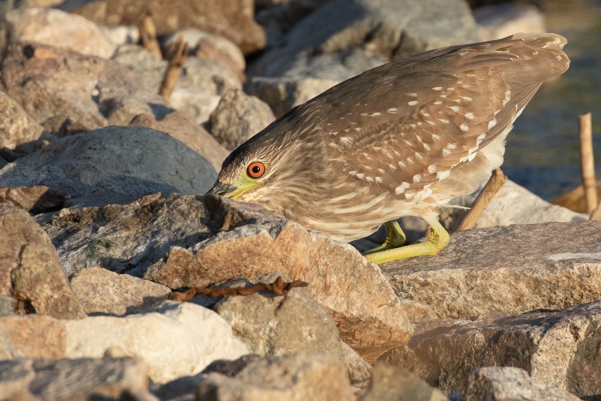 Квак звичайний - ML642760322