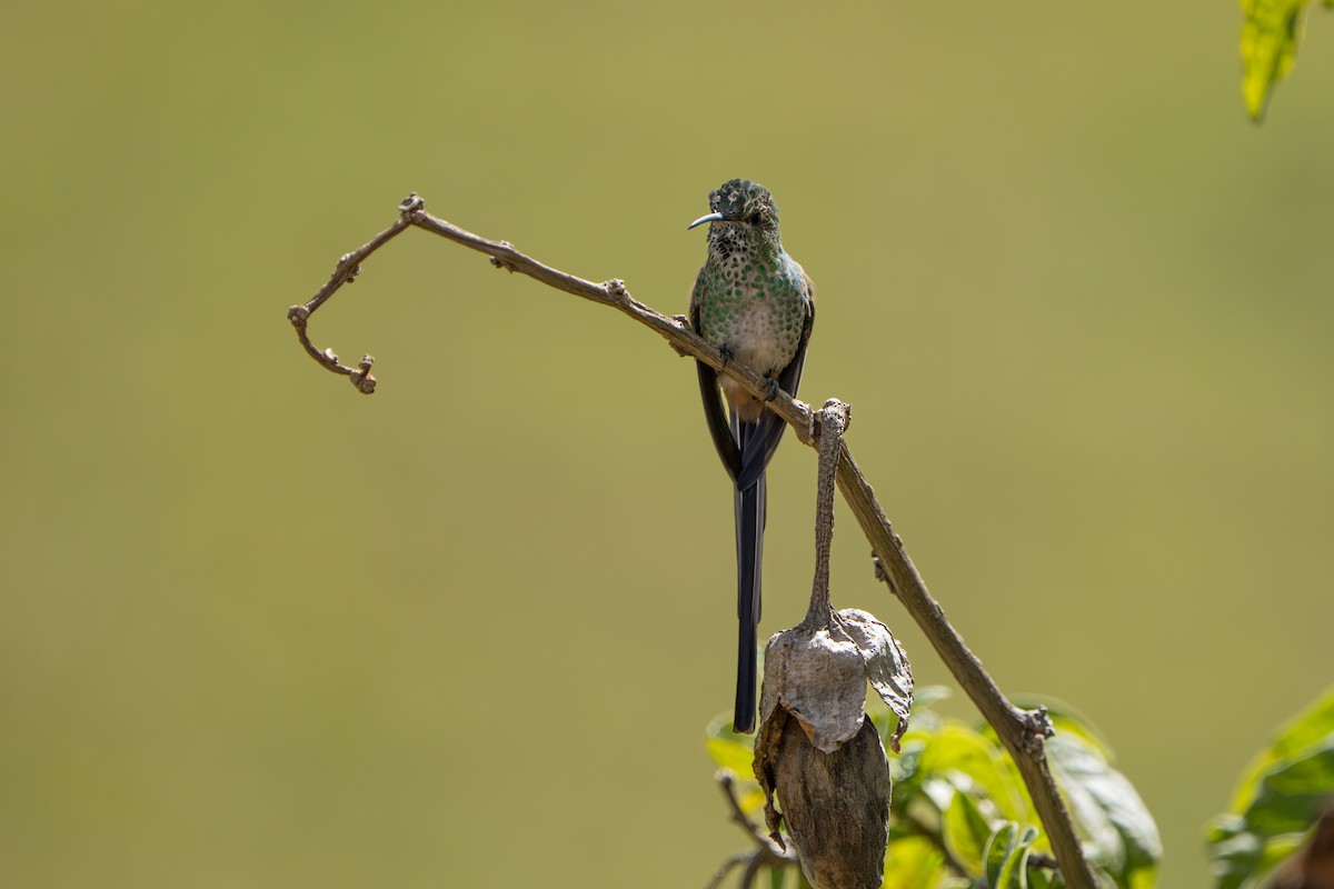 Black-tailed Trainbearer - ML642760325