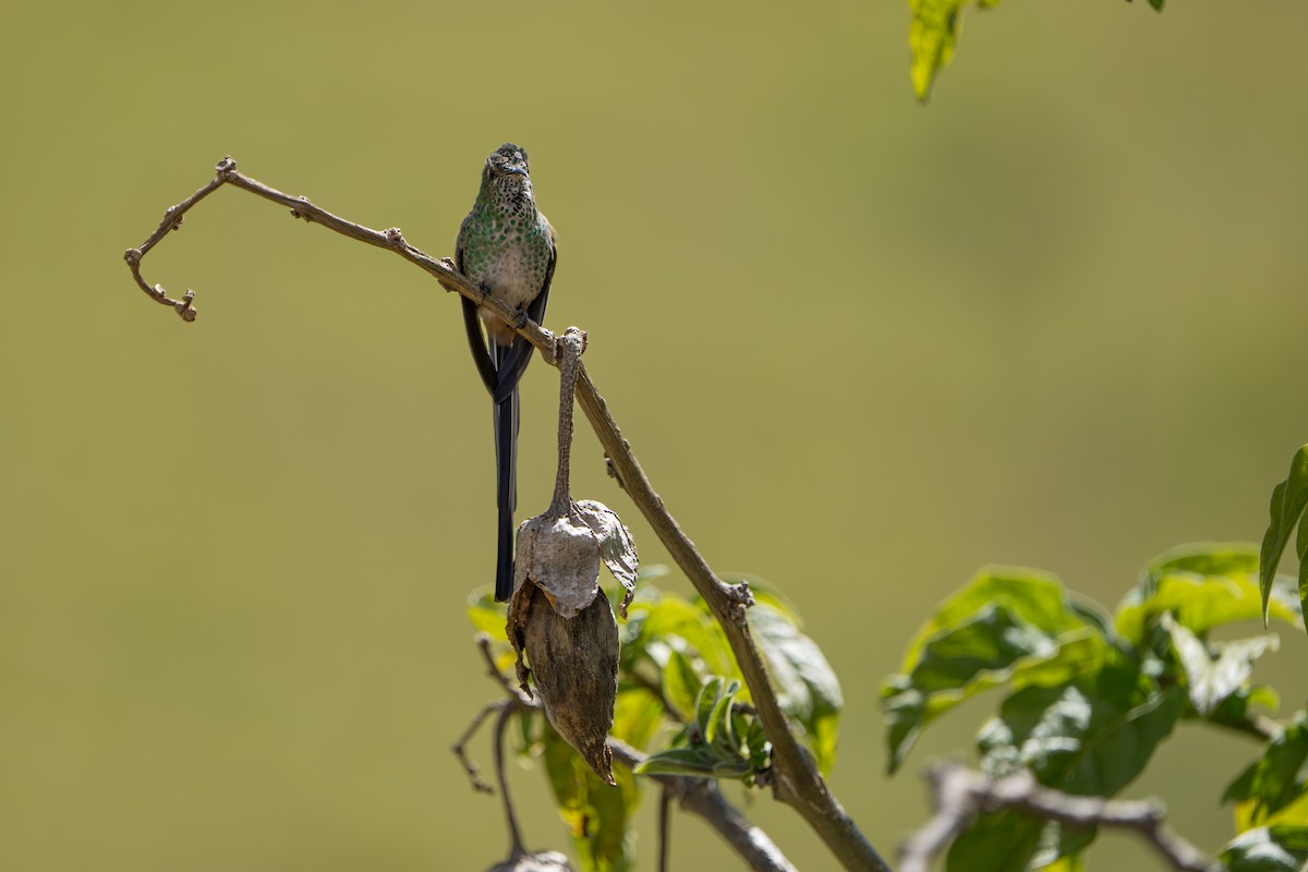 Black-tailed Trainbearer - ML642760326