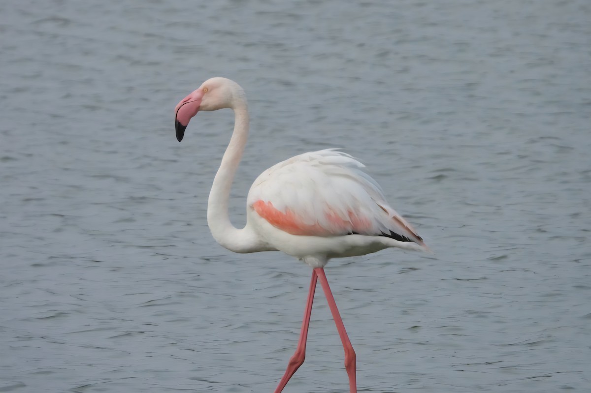 Greater Flamingo - ML642760328