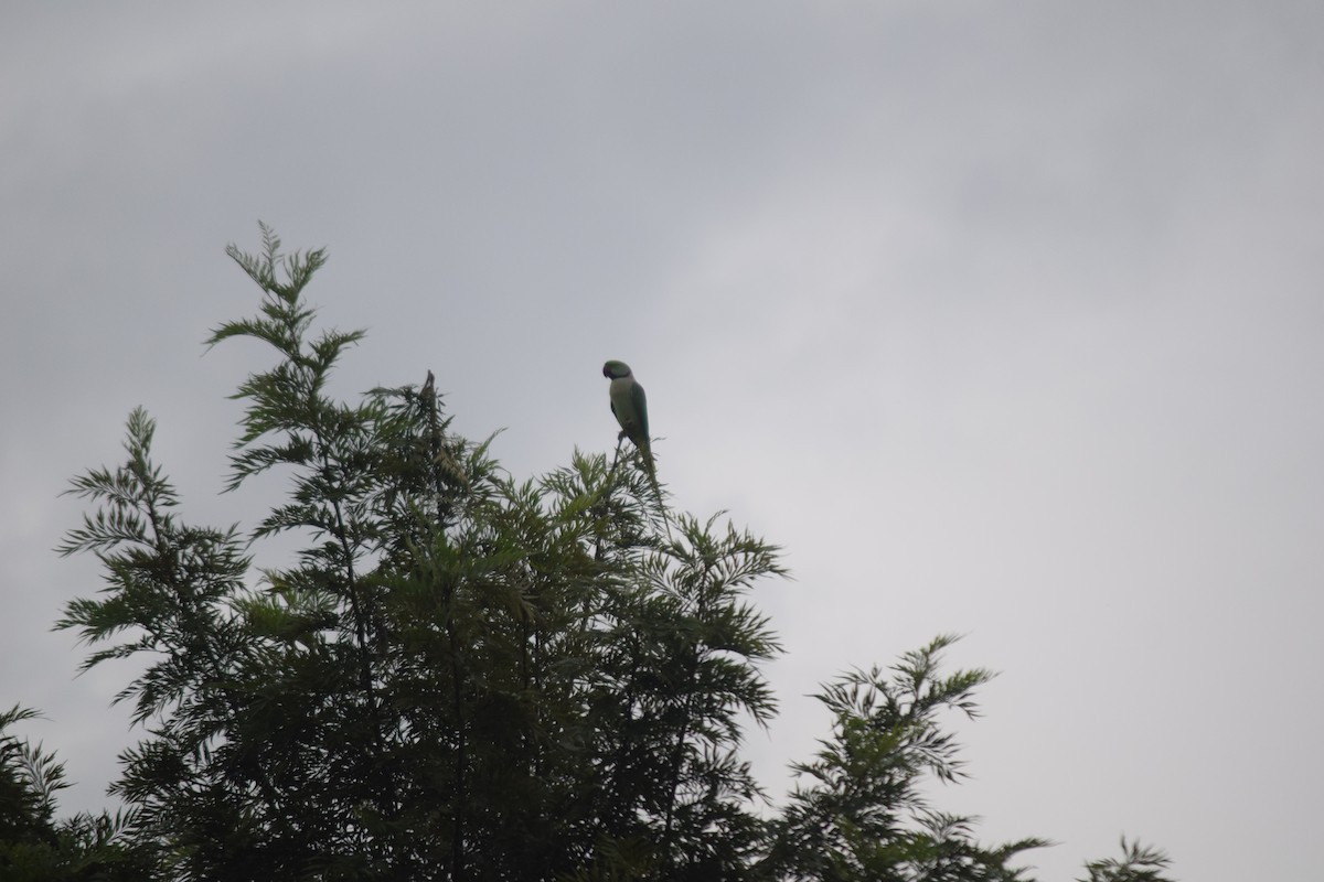 Alexandrine Parakeet - ML642760336