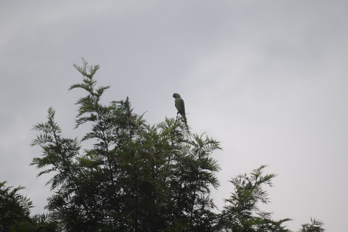 Alexandrine Parakeet - ML642760337