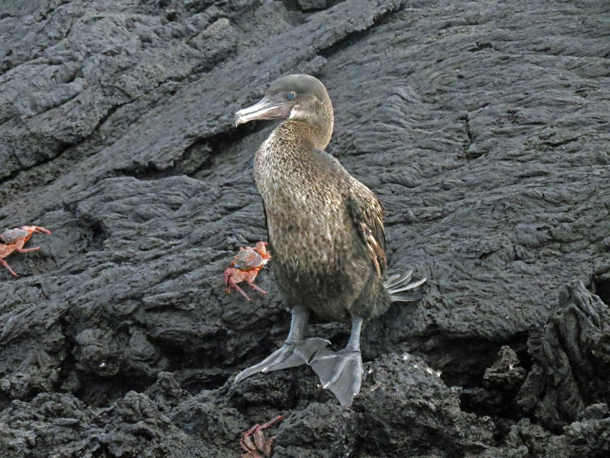 Flightless Cormorant - ML642760339